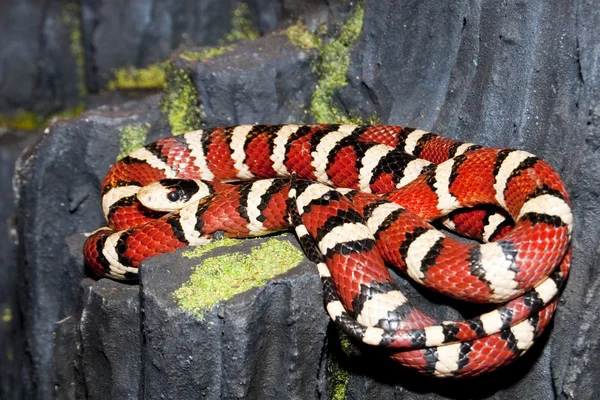 ユタ州山キングヘビ属 (Lampropeltis pyromelana) — ストック写真