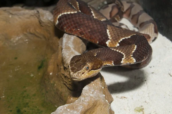 Kopperhode (Agkistrodon contortrix ) – stockfoto