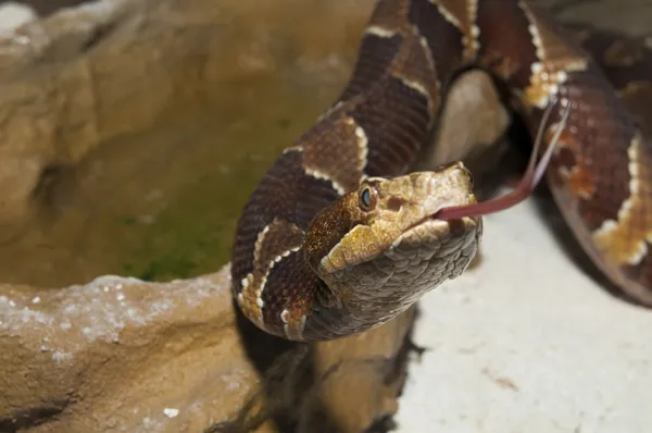 Kupferkopf (agkistrodon contortrix)) — Stockfoto