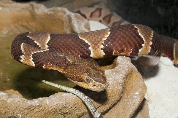 Copperheada (Agkistrodon contortrix) — Zdjęcie stockowe