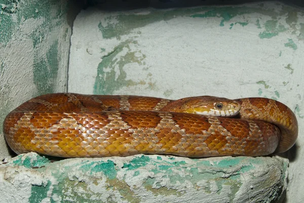 Serpente di mais (Elaphe guttata) — Foto Stock