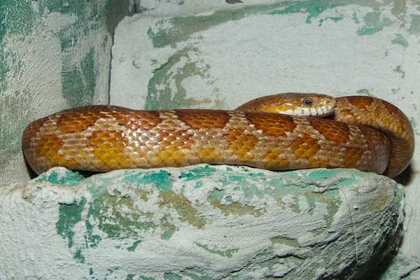 Serpente di mais (Elaphe guttata) — Foto Stock