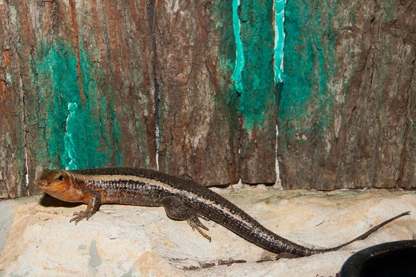 Sudan Plated Lizard in Terrarium — Stock Photo, Image