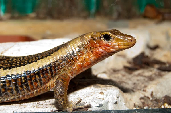 Sudão banhado lagarto retrato — Fotografia de Stock