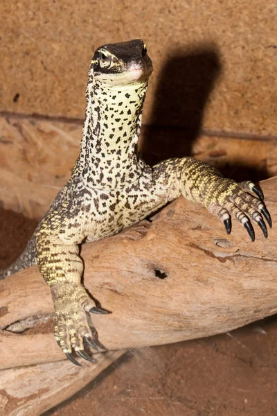 Sand Goanna portrait — Stock Photo, Image