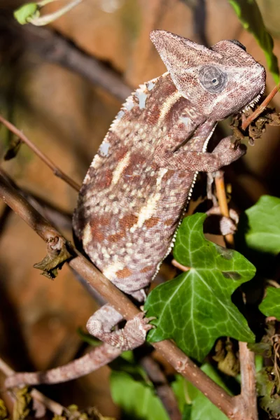Veiled Chameleon in a tree — Stockfoto