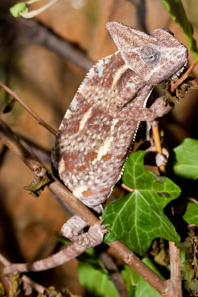 Kameleon w drzewo — Zdjęcie stockowe