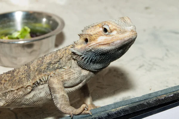 Bearded Dragon in terrarium — Stockfoto