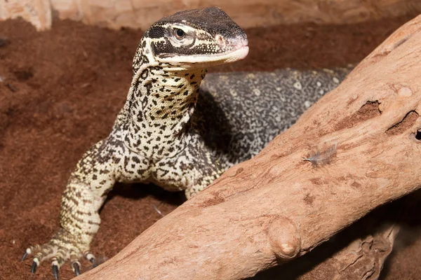 Waran Goulda piasek w terrarium — Zdjęcie stockowe