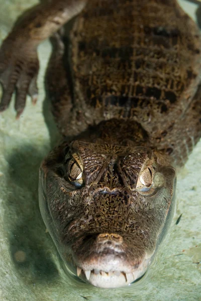 Cuvierův trpasličí Caiman — Stock fotografie