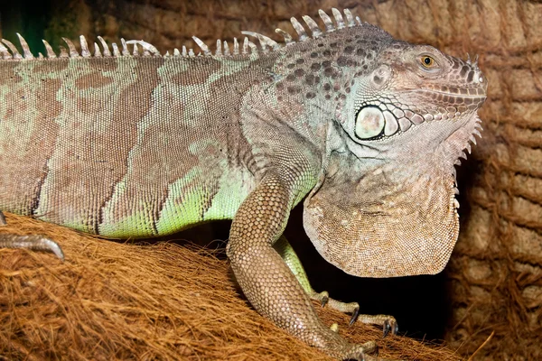 Retrato de Iguana Verde — Fotografia de Stock