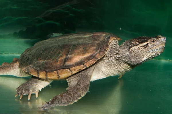 Alligator brekende schildpad — Stockfoto