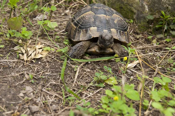 Ösztönözze a mór teknős vagy görög teknős — Stock Fotó