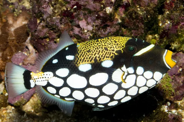 Clown Triggerfish in Aquarium Royalty Free Stock Images