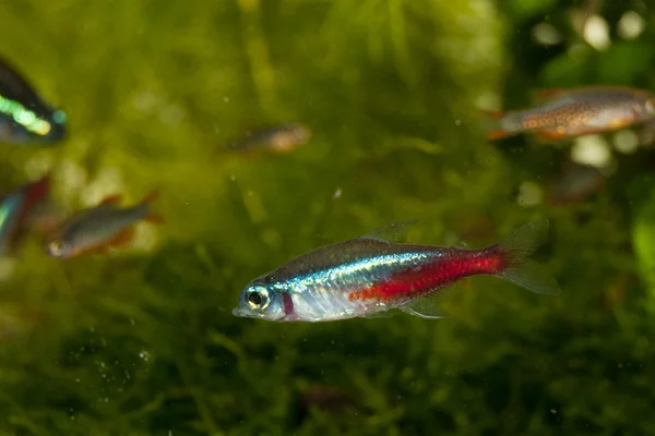 Neon tetra balık Telifsiz Stok Fotoğraflar