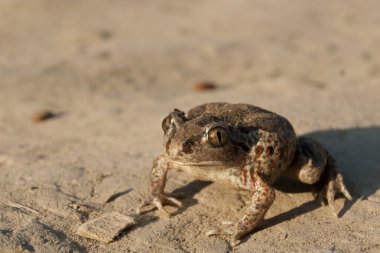 ortak kürek ayağı