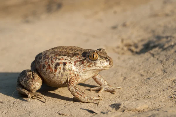 일반적인 spadefoot — 스톡 사진