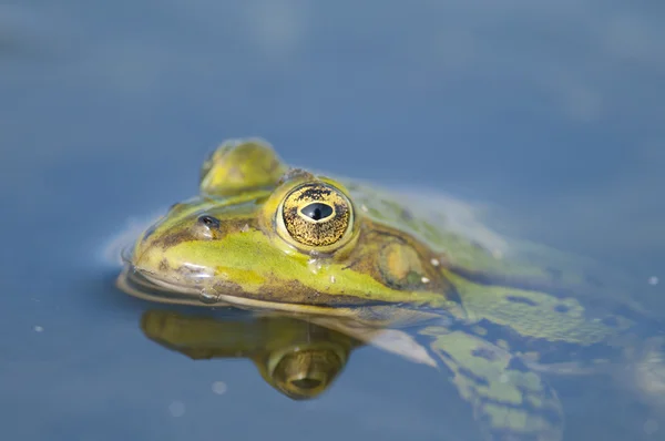 Rana commestibile — Foto Stock