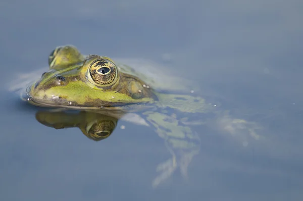식용 개구리 — 스톡 사진