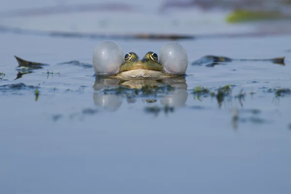 Syötävä sammakko — kuvapankkivalokuva