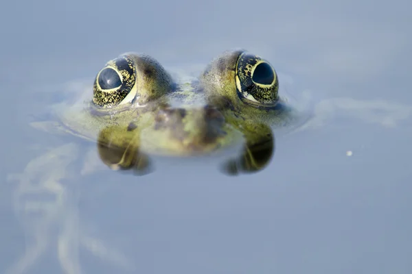 Eetbare kikker — Stockfoto