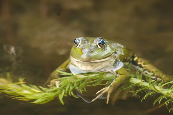 Eetbare kikker — Stockfoto