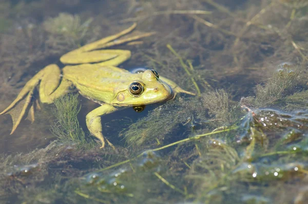 식용 개구리 — 스톡 사진