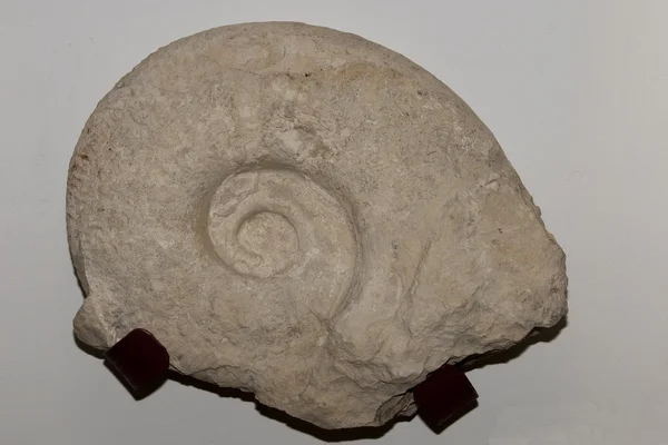 Fossil Ammonite — Stock Photo, Image