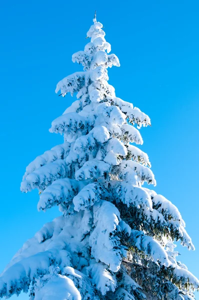 Sapin couvert de neige contre la lumière — Photo