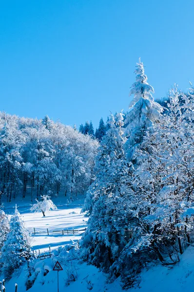 Gran täckt med snö mot ljus — Stockfoto