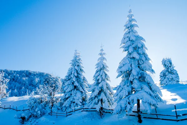 Gran täckt med snö mot ljus — Stockfoto