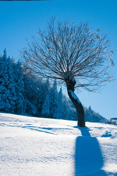 冬の雪に覆われた木 — ストック写真