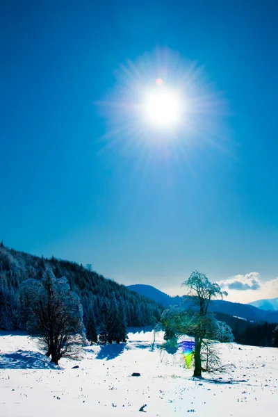 Stromy pokryté sněhem v zimě v horách — Stock fotografie