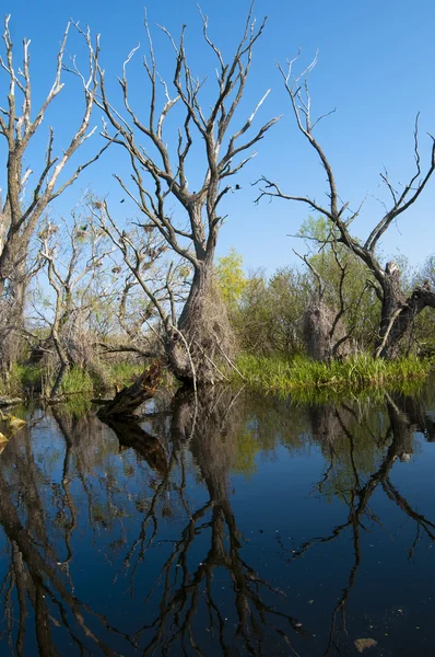 Dead tree with reflection — Stock Photo, Image