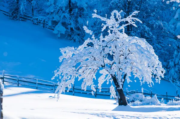 Träd täckt med snö på vintern — Stockfoto