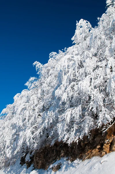 Träd täckt med rimfrost och snö på vintern — Stockfoto