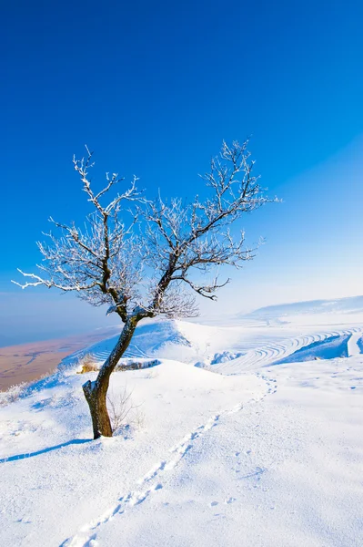 Träd i vinterlandskapet — Stockfoto