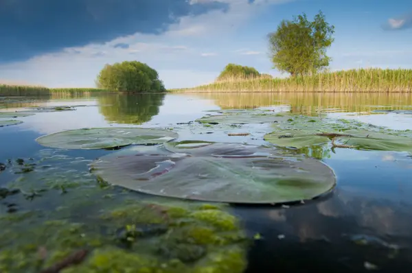 Danube Delta landscape — Stock Photo, Image