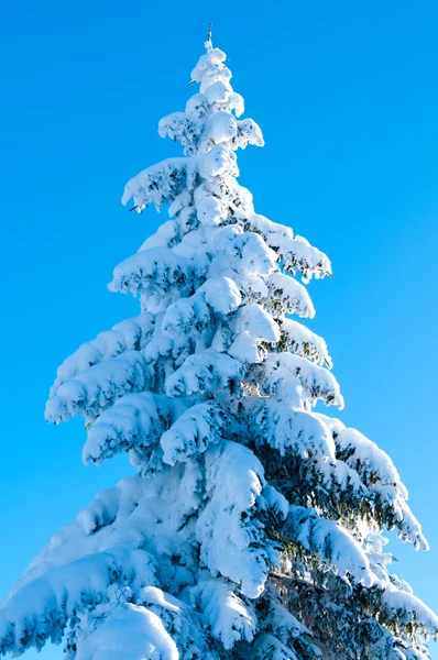 Fir Covered With Snow Against Light — Stock Photo, Image