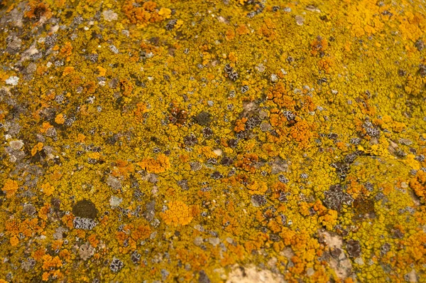 Lichen Pattern — Stock Photo, Image