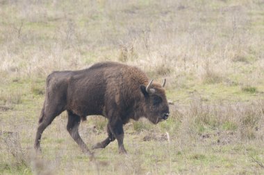 Avrupa bizonu boğa