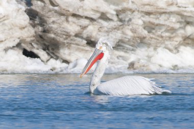 Dalmaçyalı Pelikan