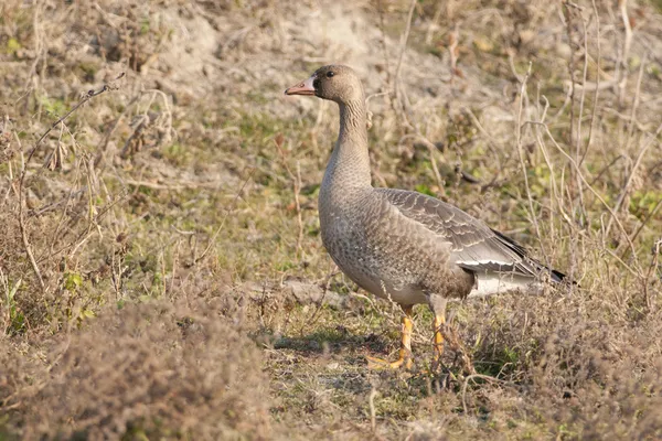 White Fronted Goose — Stock Photo, Image