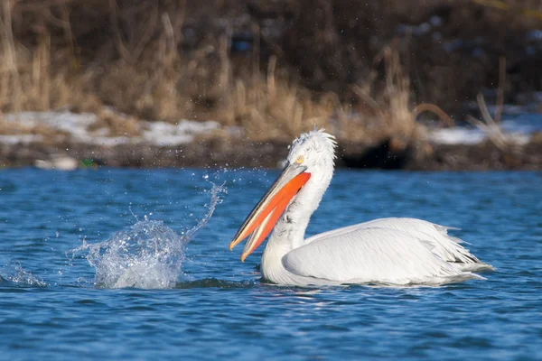 Dalmatian Pelican — Stock Photo, Image