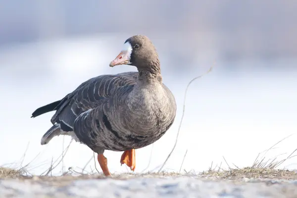 Bílý fronted goose — Stock fotografie