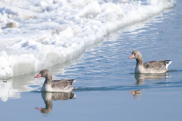 Greylag husy — Stock fotografie