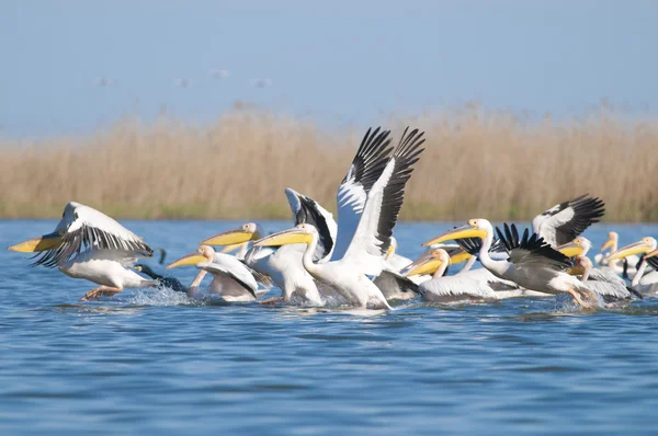 Білі Пелікани — стокове фото