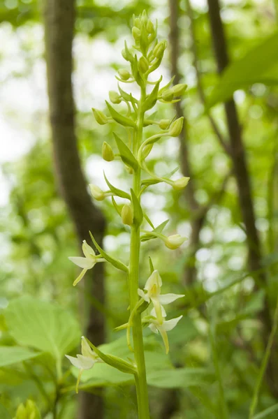 Lesser Butterfly Orchid — Stock Photo, Image