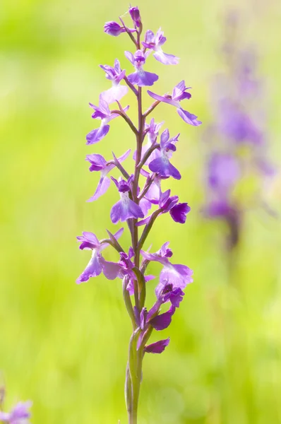 Mocsári kosbor Palustris - wild orchid — Stock Fotó