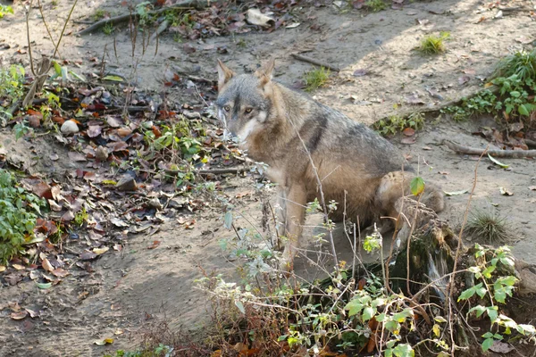 Gray Wolf in forest — Stock Photo, Image